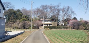屋敷林の一典型。風上の北西～西方向は常緑高木を配置。武蔵野はケヤキを使う。南側には植えない。